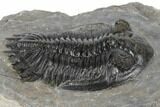 Hollardops Trilobite With Visible Eye Facets - Ofaten, Morocco #197120-3